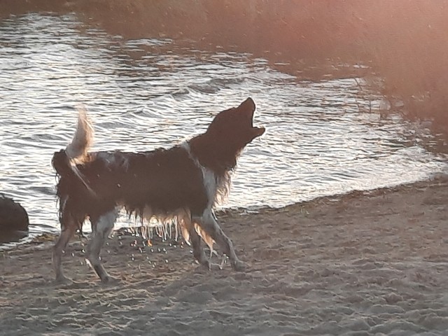 Hundestrand