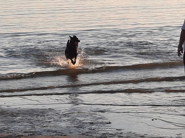 Hundestrand