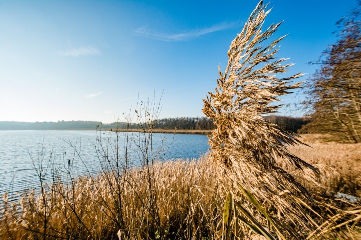 Altdorfer See