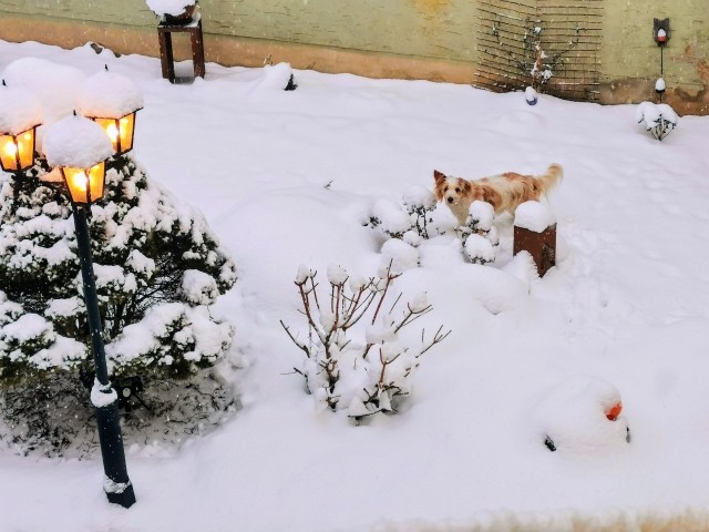 Ihr Garten im weißen Gewand