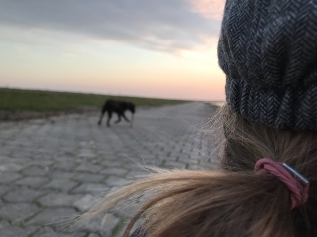 Hundespaziergang