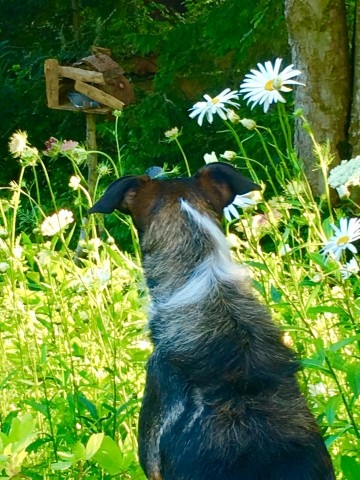 Blick in den Garten