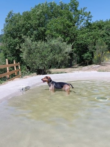 Hundepool