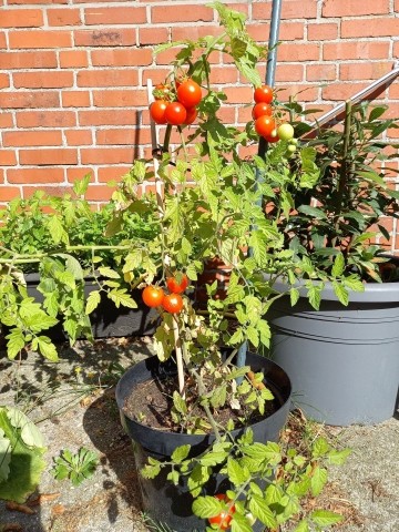 Tomaten aus dem Garten