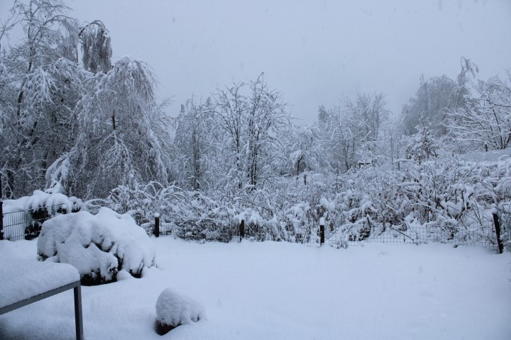 Garten Dezember 2022