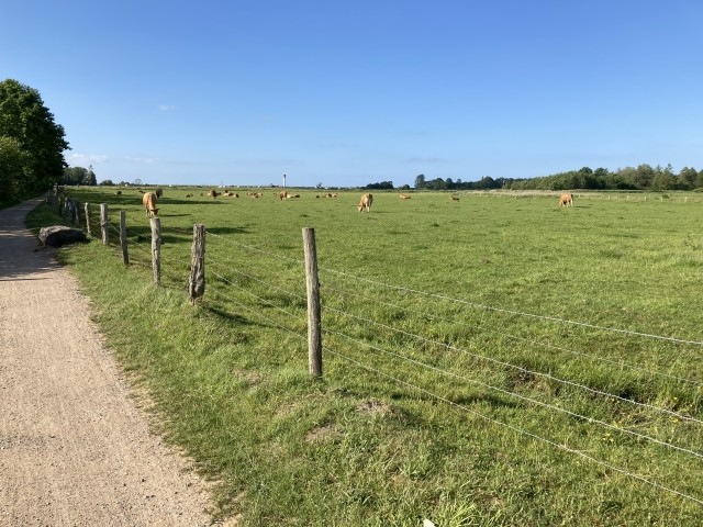 Salzwiesen