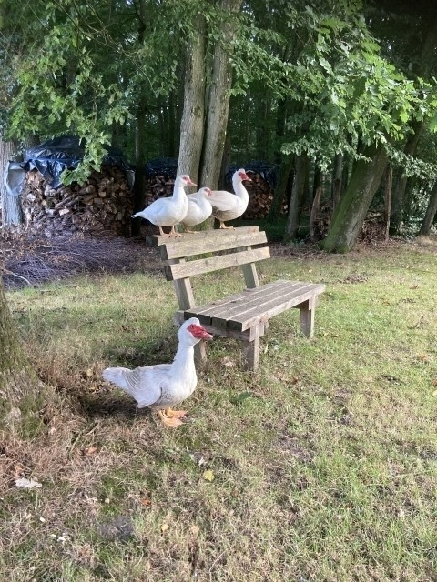 Die Enten vom Hof Teich haben es sich bequem gemacht.