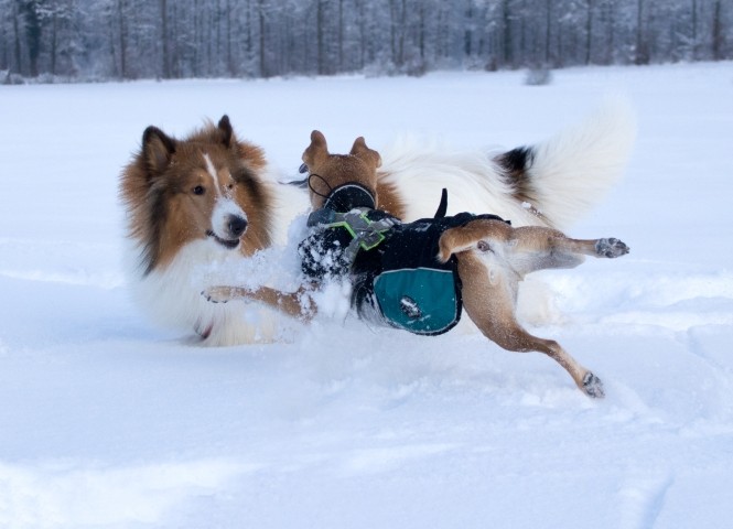 Hundeparty im Winter