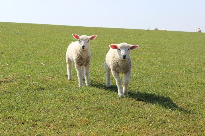 Unsere wichtigsten Bewohner