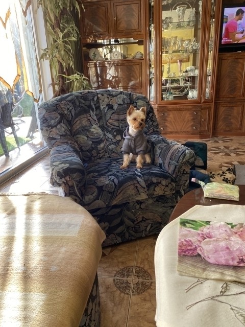 Chefsessel für Ihren Hund