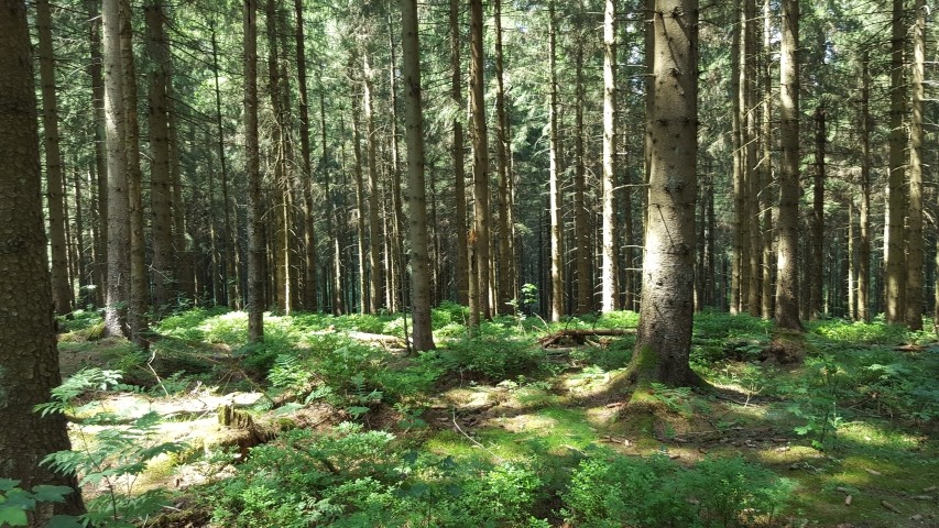 im Wald 