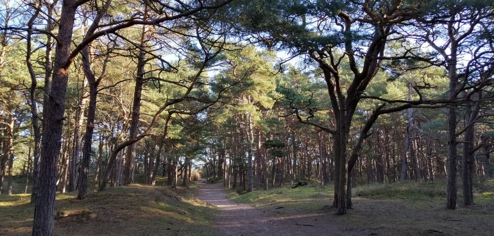 Kieferwald auf dem Weg zum Strand von Juliusruh / Rügen