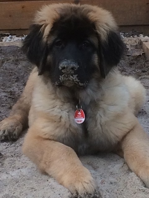 Bjagi liebte schon immer den Sand ..