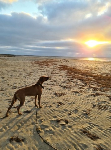 Nordsee