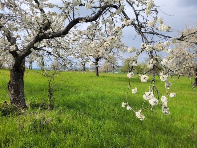 Streuobstwiesen