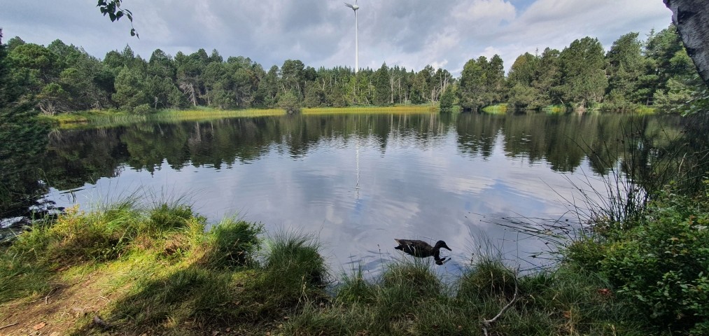 fussläufig findet Ihr viele Seen in denen euer Vierbeiner baden kann