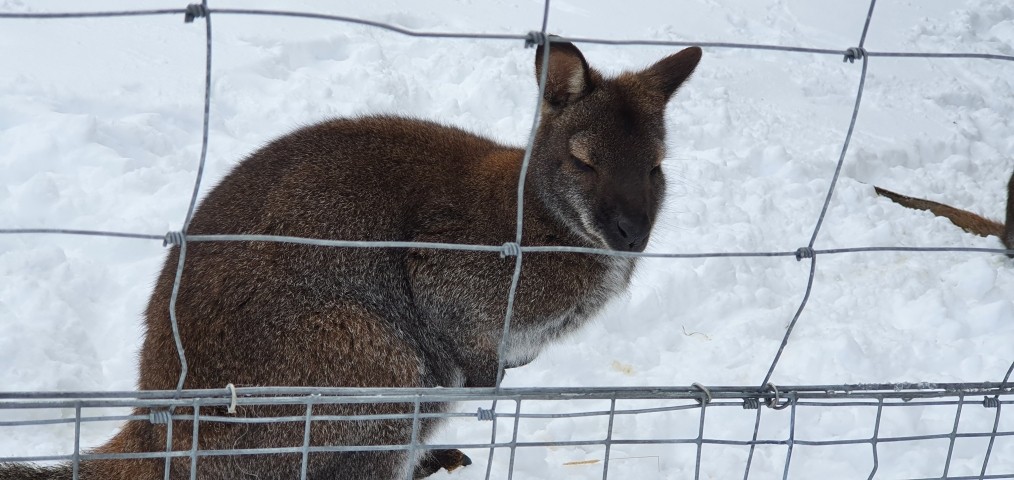 Es gibt viele Tiere im Kurpark zu entdecken Es gibt viele Tiere im Kurpark zu entdecken