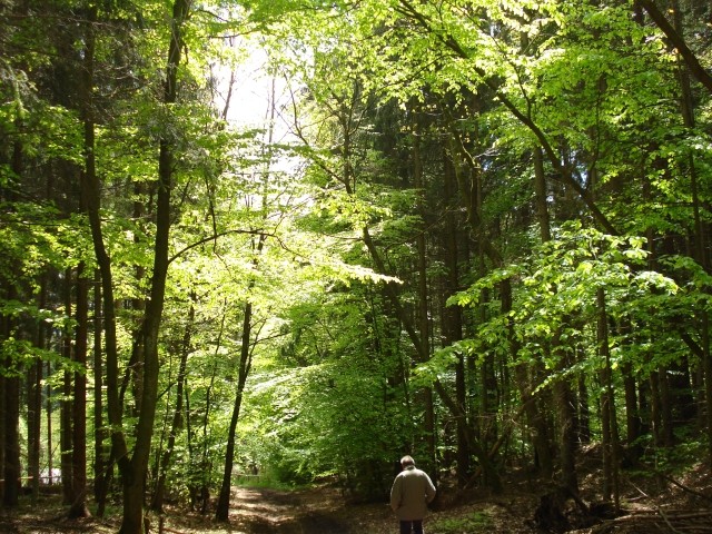 Wald am Haus