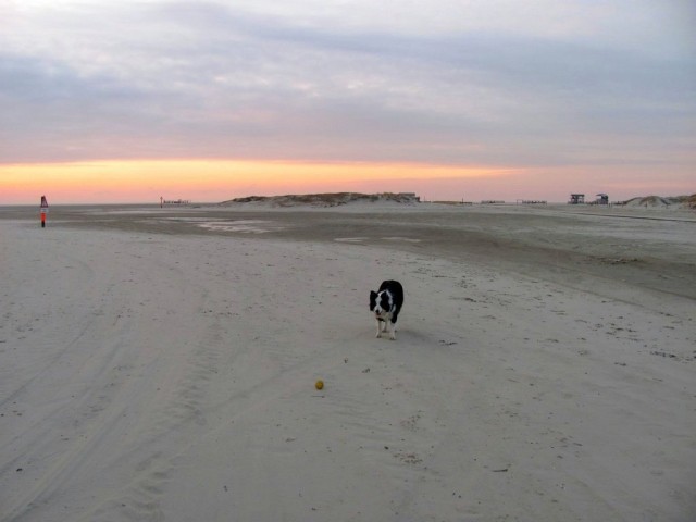 Ferienwohnung Ufer St. Peter-Ording, Urlaub mit Hund:  Merlin Am Strand