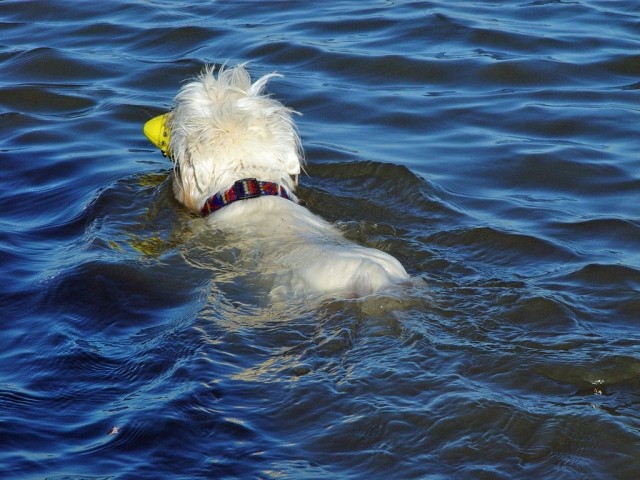 Ferienwohnung Ufer St. Peter-Ording, Urlaub mit Hund:  Apollos Badefreuden 