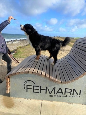 posen am nahen Hundestrand
