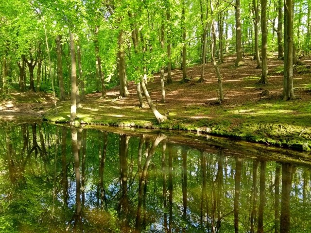 Rügener Buchenwald