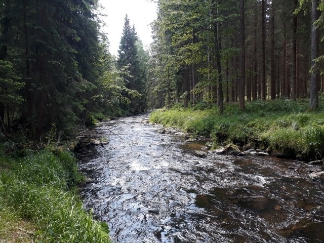 der Fluß Regen