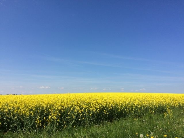 Rügen im Mai
