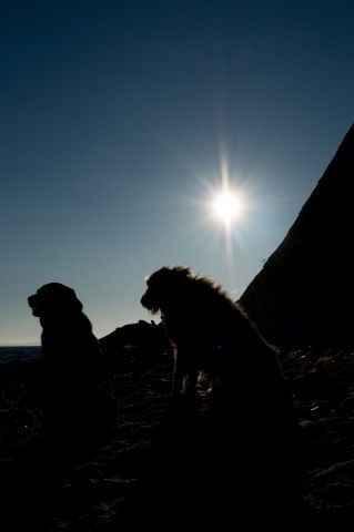 Mit Hund an die Ostseeküste