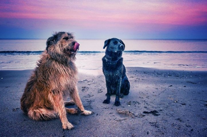 Mit Hund an die Ostseeküste