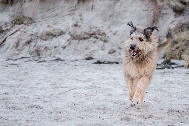 Mit Hund an die Ostseeküste