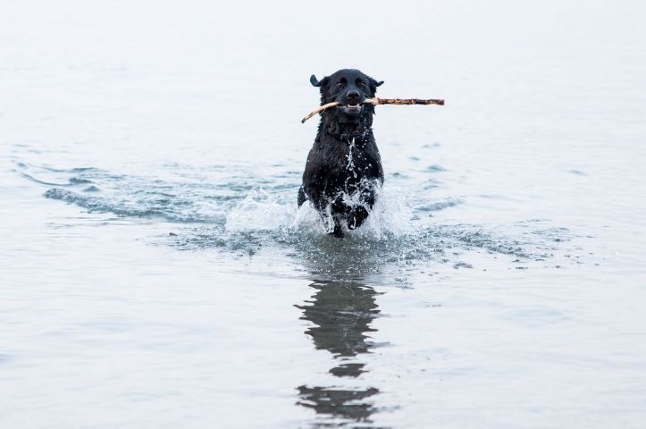 Mit Hund an die Ostseeküste