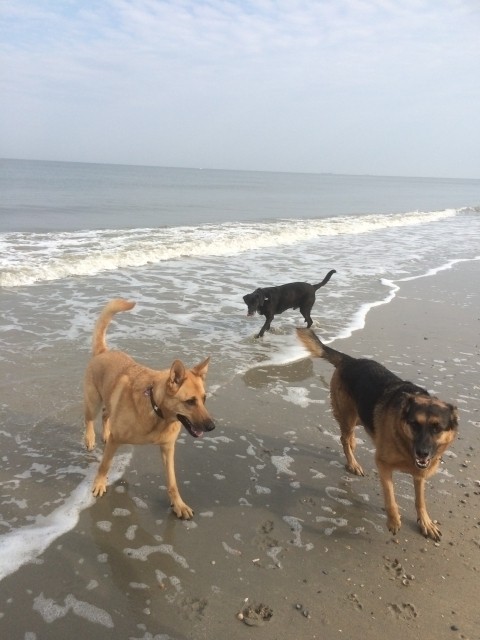 Insel Baltrum 