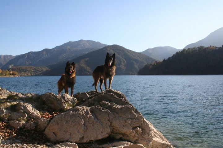 Ledrosee