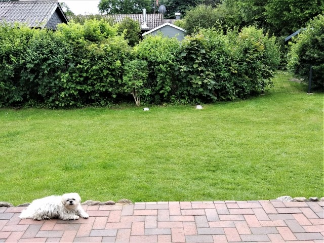 Blick in den Garten