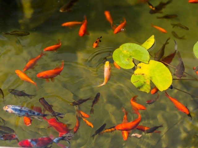 Teich