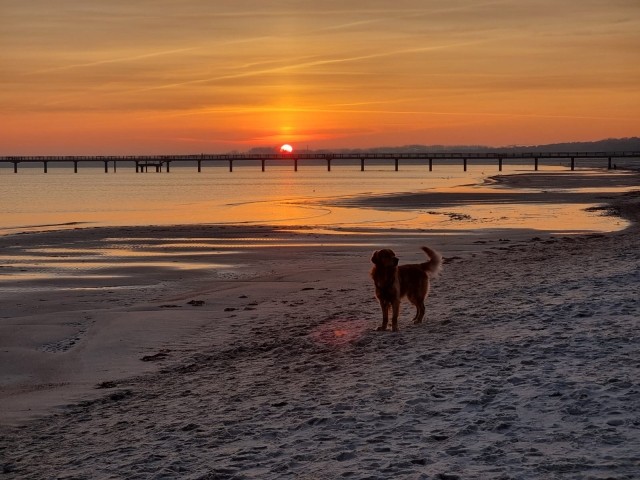 Sonnenuntergang mi Hund