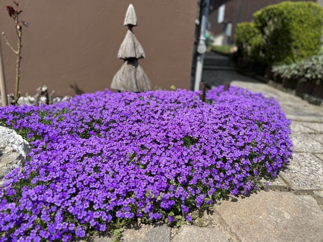 So schön blüht es im Garten…