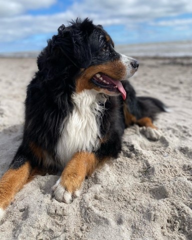 Hundestrand