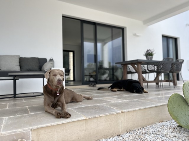 Hunde natürlich erlaubt - bis zu 3 Fellnasen