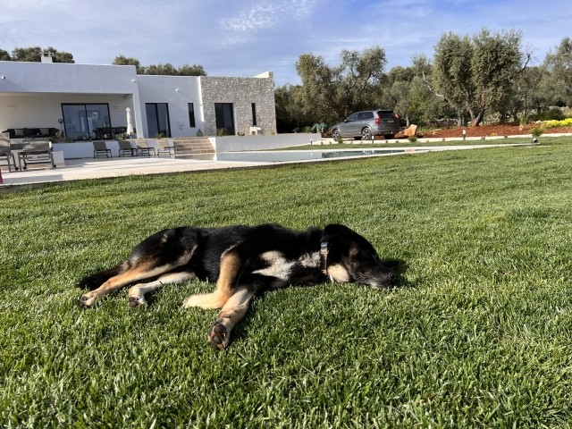 Pippo (unser Ostuni Findelkind   Namensgeber) liebt unsren Rasen