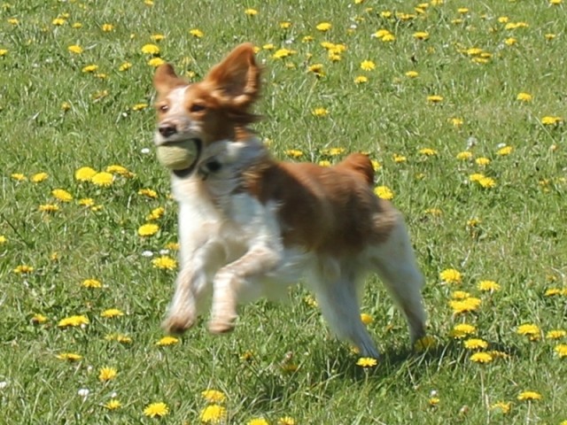 Hundewiese