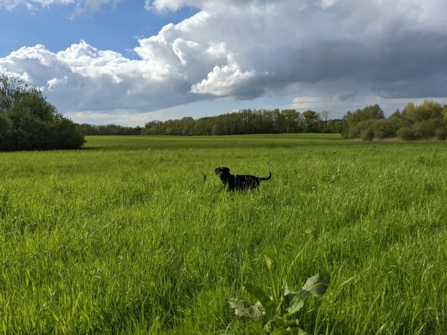 Weite Wiesen für tobende Hunde