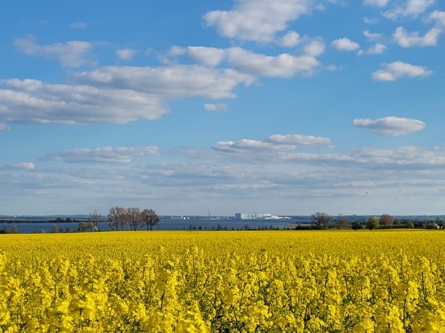 Rapsfeld auf Poel