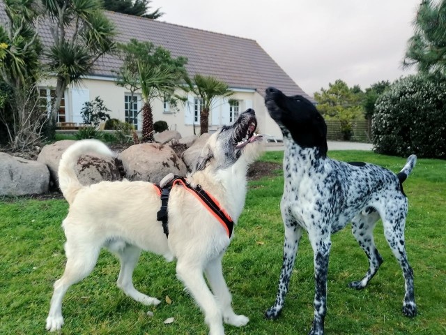 Spielen im Seestern Garten macht Spass