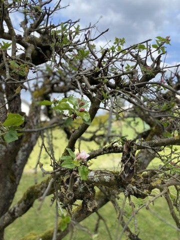 Gartenblick