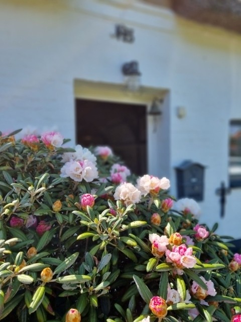 Rhododendron vor dem Haus