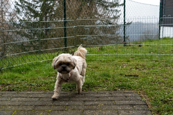 Hund im abgetrennten Bereich 