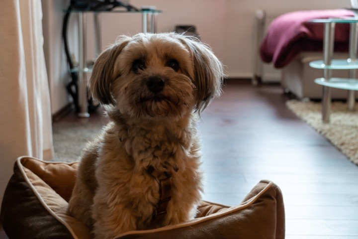 Hund im Wohnzimmer 