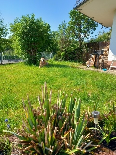 Garten mit Grill